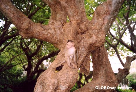 Postcard Wild monkey at Phra Nakhon Khiri