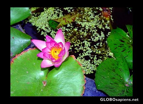 Postcard Lotus flower