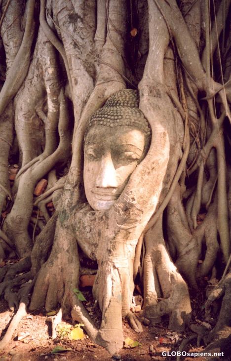 Ayutthaya's famous Buddha