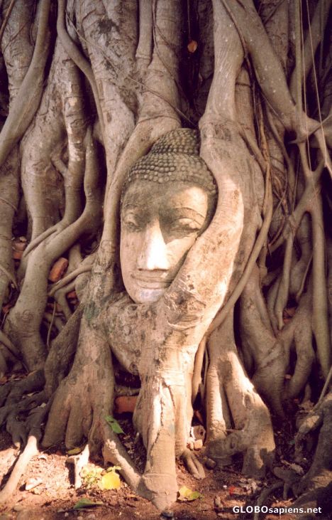 Postcard Ayutthaya's famous Buddha