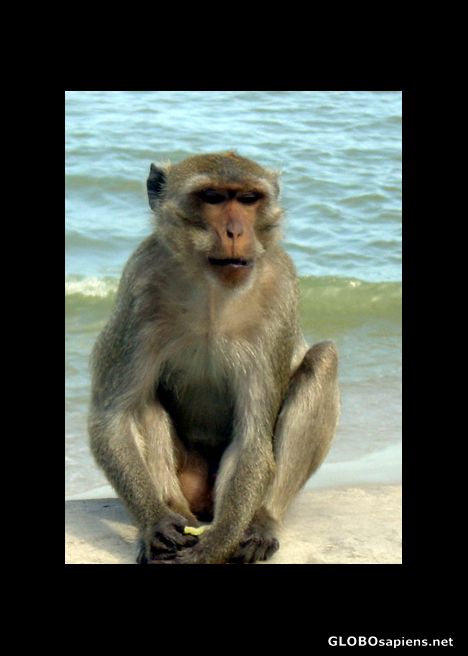 Postcard Cheeky Monkey