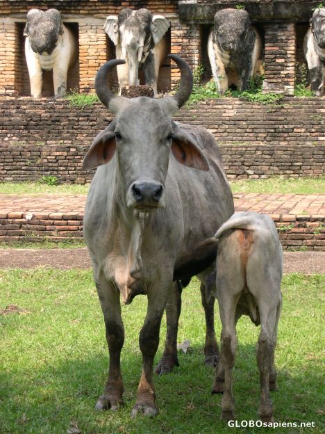 Postcard Cows guarding the Wat