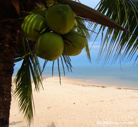 Postcard Coconut Paradise
