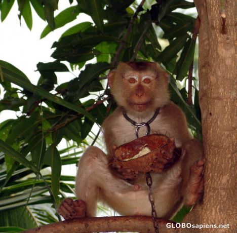 Postcard Coconut gathering monkey