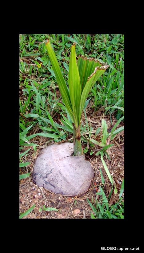 Postcard How to grow a coconut