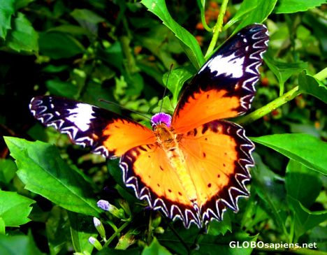 Postcard Native Koh Samui Butterfly