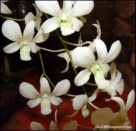 Postcard Ban Loma Spa Orchid