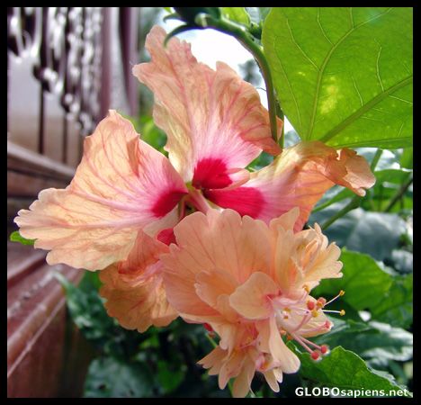 Postcard Chaba or Pink varigated hibiscus