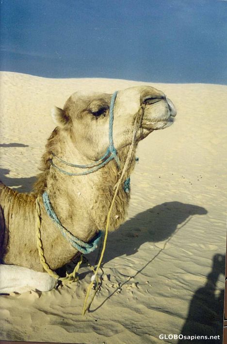Postcard My Camel
