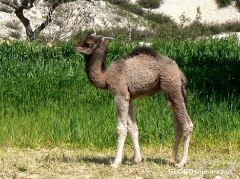 Postcard Young camel