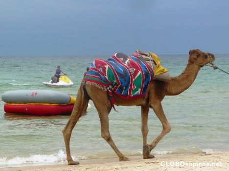 Postcard Beach Camel