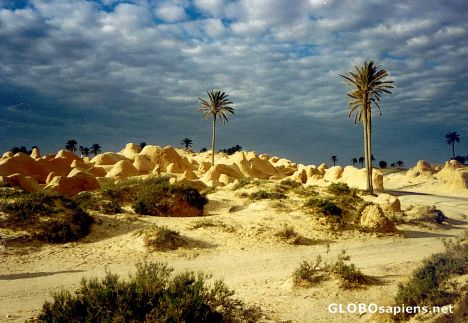 Postcard Tunisian Oasis