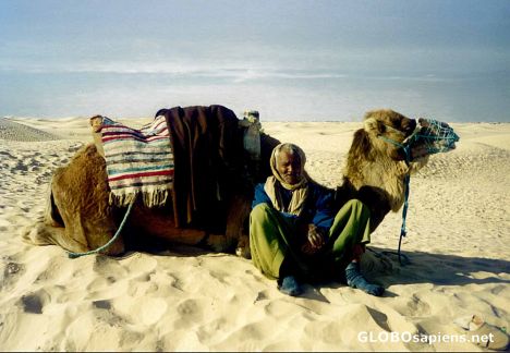Postcard Oldman and his Old Camel