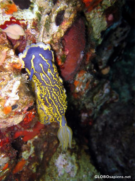Seaslug.. in color
