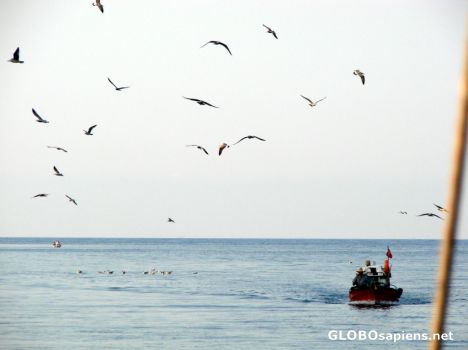 Postcard fishermen and sea gulls - 2