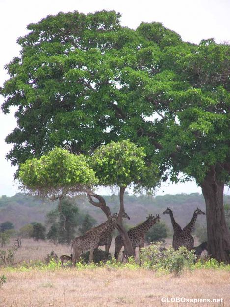 Postcard Giraffes in the shade of a baobab tree