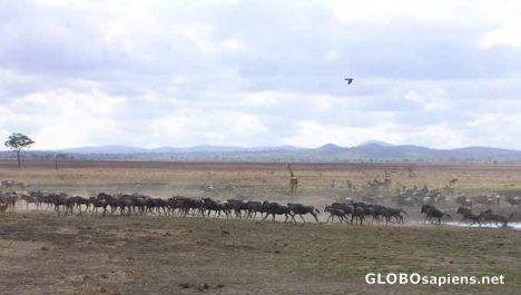Postcard roaming wildebeests