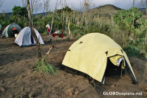 Postcard My tent (yellow) on Machame Camp 3000