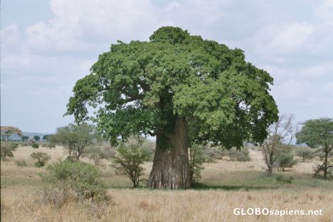 Postcard Mighty Baobab tree