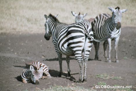 Postcard Zebras with baby