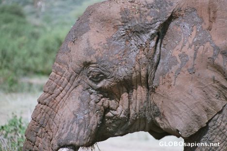 Postcard Elefant close up at lake Manyara