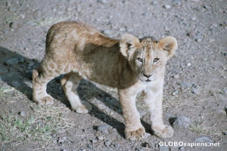 Postcard Baby Lion