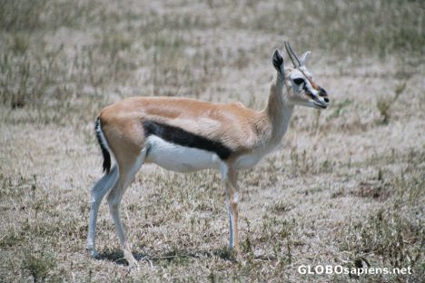 Postcard Joung Thompson gazelle