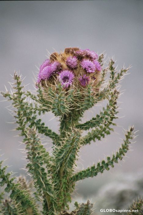Postcard Blooming Thistle
