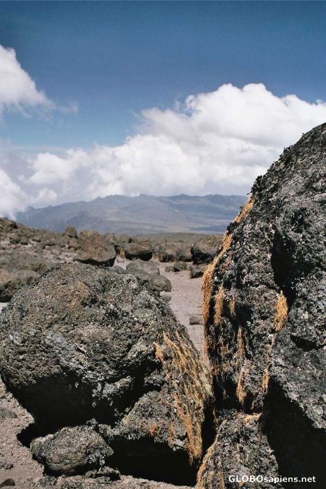 Postcard Lichen on a stone