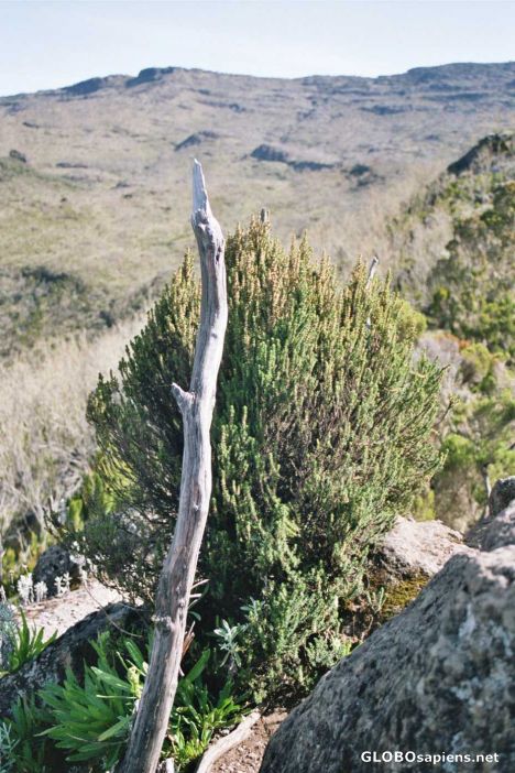 Postcard Juniper bush on 3800 shira Camp