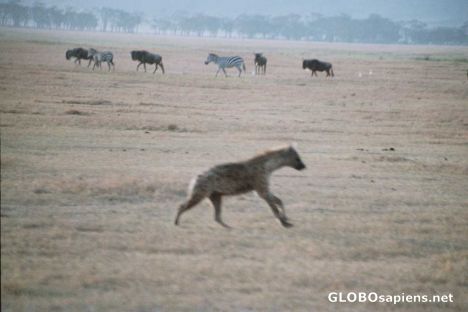 Postcard Hunting hyenas