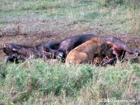 Postcard Lioness feeding.