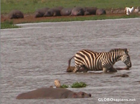 Postcard Zebra crossing the hipo river.