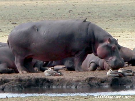 Postcard Huge Hippo.