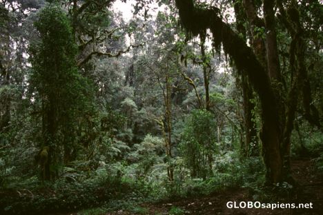 Postcard Rainforest between Machame Gate and Machame Camp