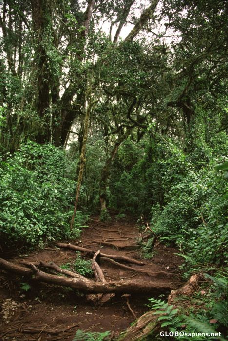 Postcard Machame route - Trail in the rainforest