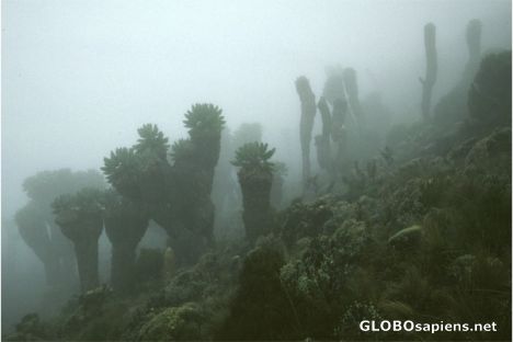 Postcard Senecio Kilimanjari trees in the mist