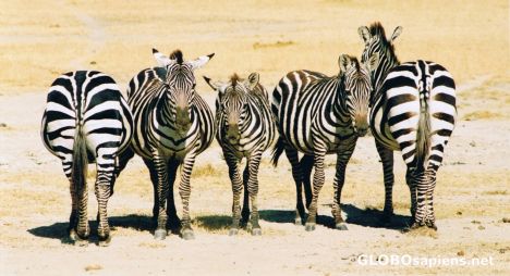 Postcard Zebra in the Ngorongoro crater