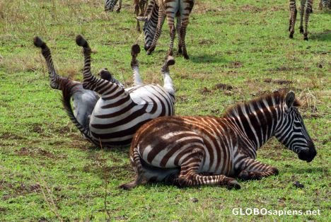 Postcard Tanzania, Ngorongoro - happy zebra