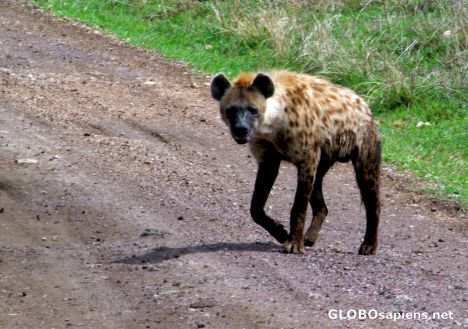 Postcard Tanzania, Ngorongoro - the hyena