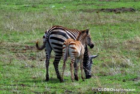 Postcard Tanzania, Ngorongoro - a little zebra with mummy