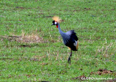 Postcard Tanzania, Ngorongoro - the crane