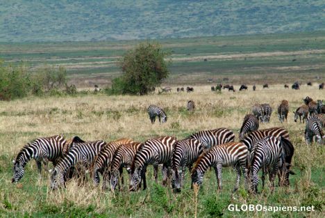 Postcard Tanzania, Ngorongoro - the zebra eating