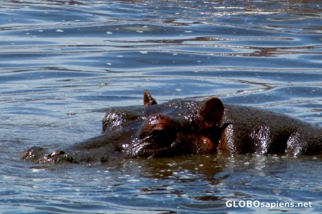 Postcard Tanzania, Ngorongoro - the hippo 2