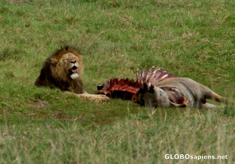Postcard Tanzania, Ngorongoro - the lion at lunch