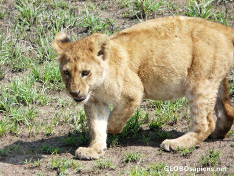 Postcard The lion cub