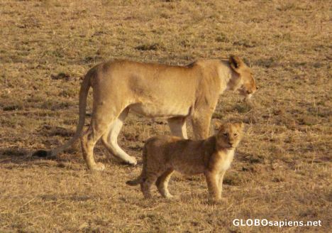 Postcard Serengeti Lions