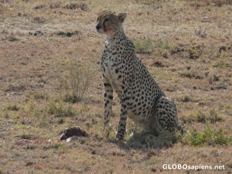 Postcard Serengeti Cheetah.