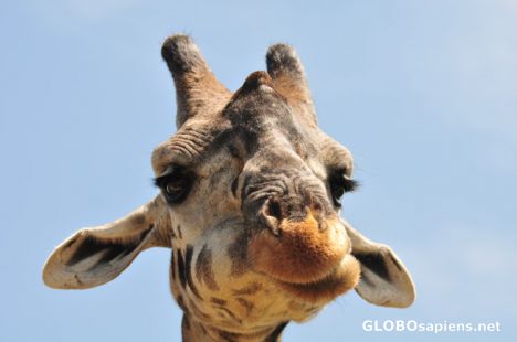 Postcard Serengeti Giraffe.