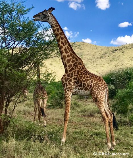 Postcard Serengeti National Park in Tanzanią.